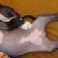 dormidita